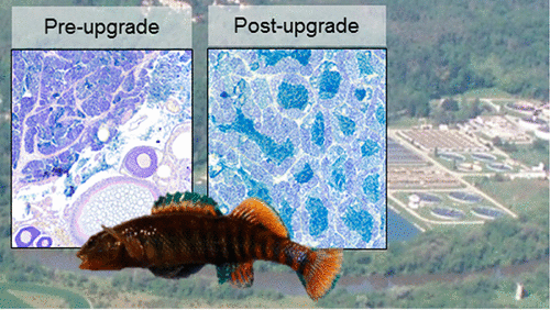 Dissertation environmental
